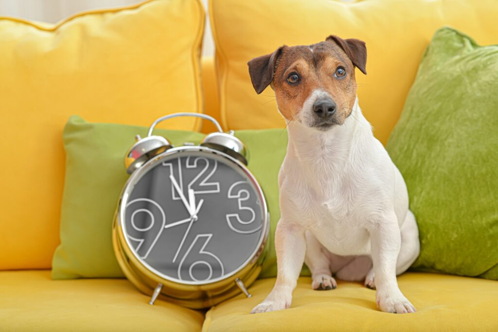 Zeitplanung im Alltag mit Hund | Hundefutter für Allergiker